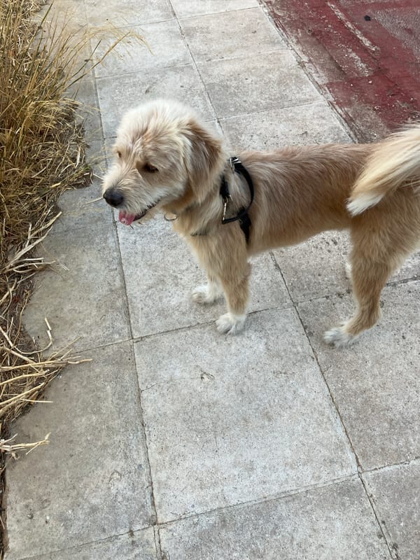 Shaggy dog on a Paleo Faliro sidewalk, looking up curiously.