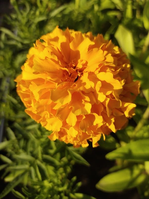 Summer flowers in full bloom, Horishni Plavni