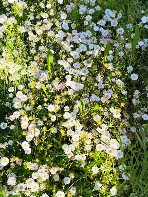 Daisy field observed under sunny conditions