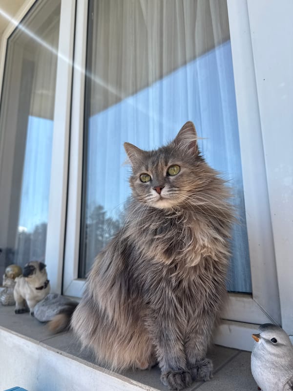 Morning moments with cat captured in Kazanlak, Bulgaria