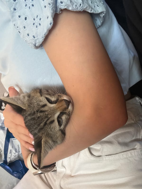 Lazy afternoon with a kitten and World Cup football in Blagoevgrad