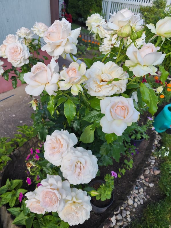 Roses, petunias, and lilies in a Gvardeysk garden