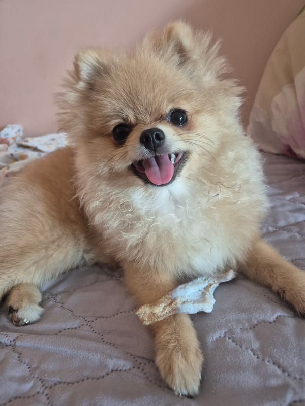 Pomeranian chills on a blanket with a bone treat