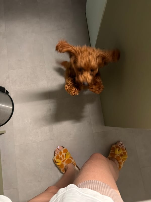 Playful brown poodle bounces around a Sofia apartment