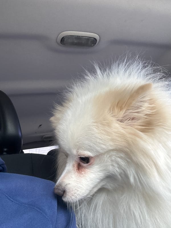 Dog rests on passenger in car, Pleven, Bulgaria