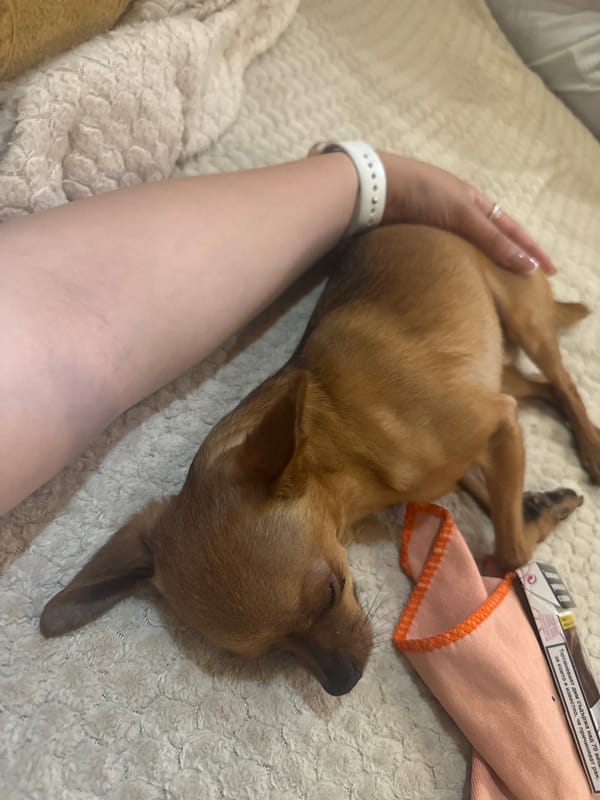 Chihuahua enjoys belly rubs on blanket in Yambol