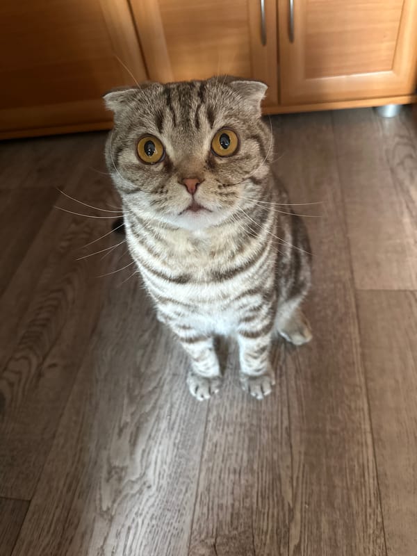 Scottish Fold cat plays and rests indoors during five-minute period