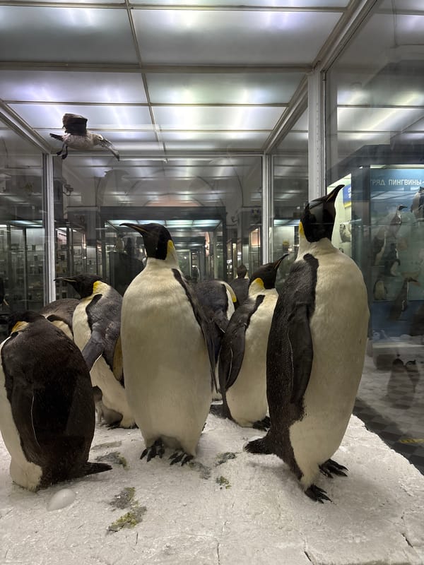 Visitor documents specimens at Saint Petersburg's Zoological Museum