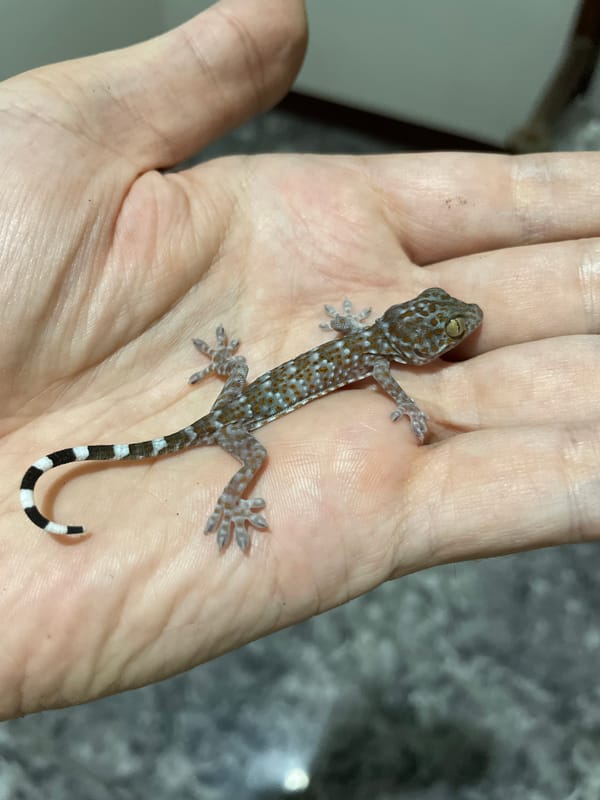 Juvenile Tokay gecko held on a palm in Bacong, Philippines