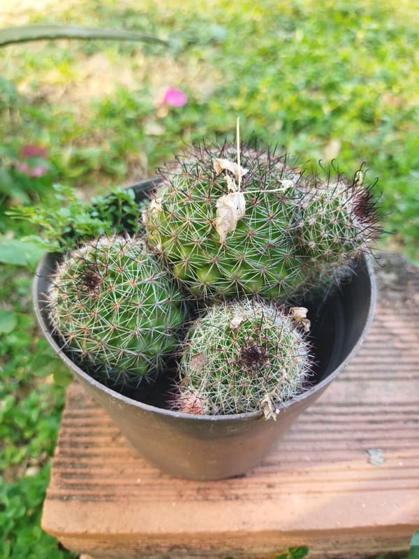 Potted plants and cacti observed in Tinaquillo outdoor garden