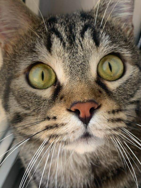 Tabby cat's indoor afternoon activities and movements