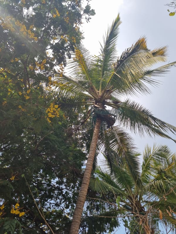 Upward view of coconut palm canopy captured in Puttaparthi