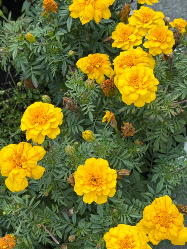 Marigolds, petunias, and a chalk heart in Yekaterinburg