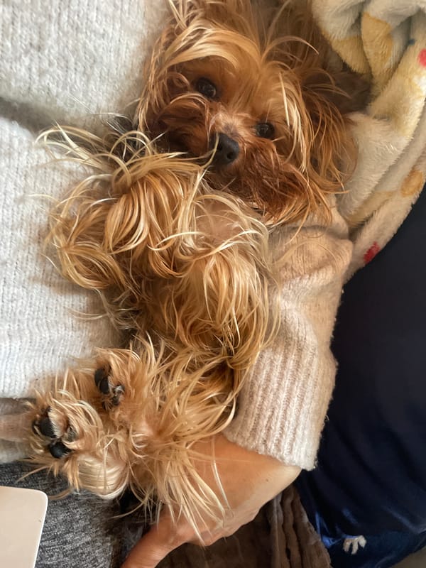 Yorkshire Terrier in matching sweater rests on blanket in Burgas