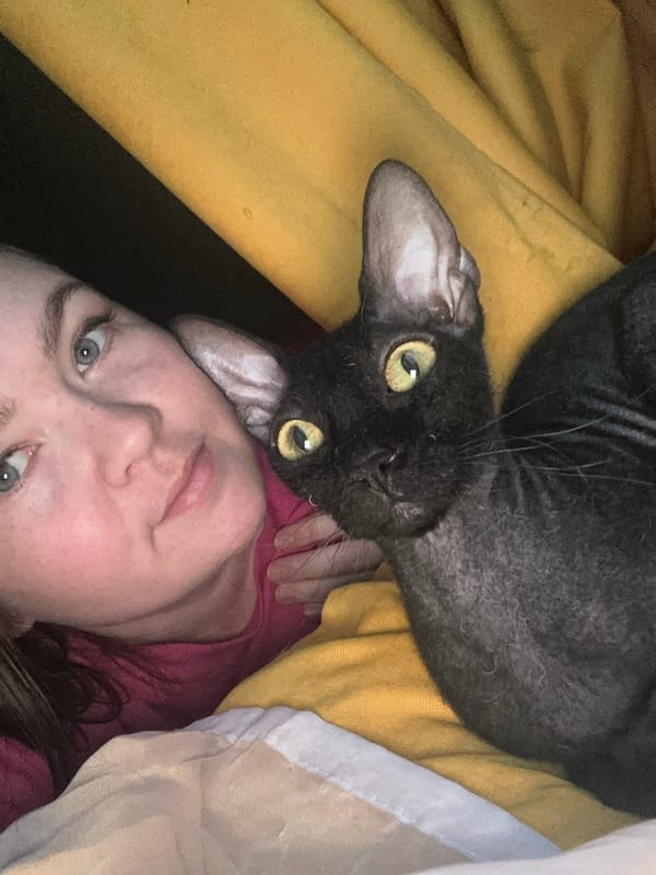 Lazy afternoon at home with a black Sphynx cat in Chaikovsky