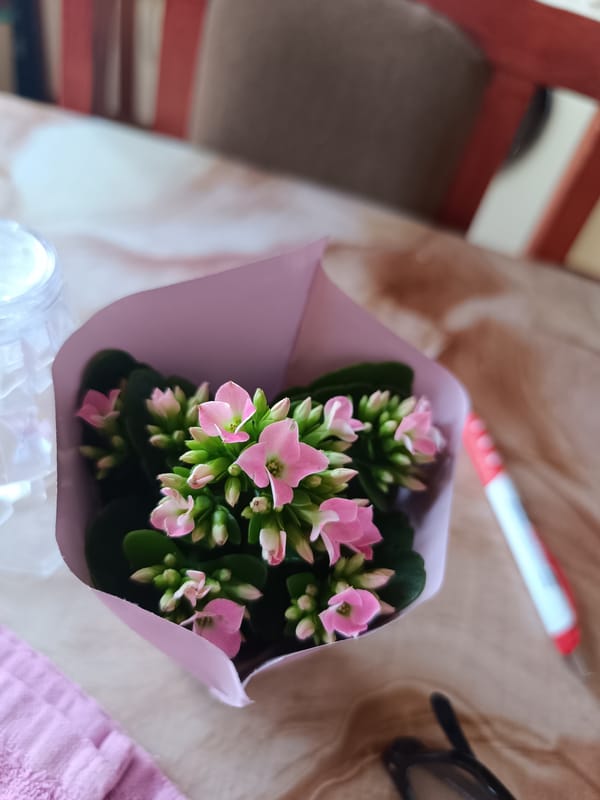 Morning moment with flowers and chocolate in Pleven