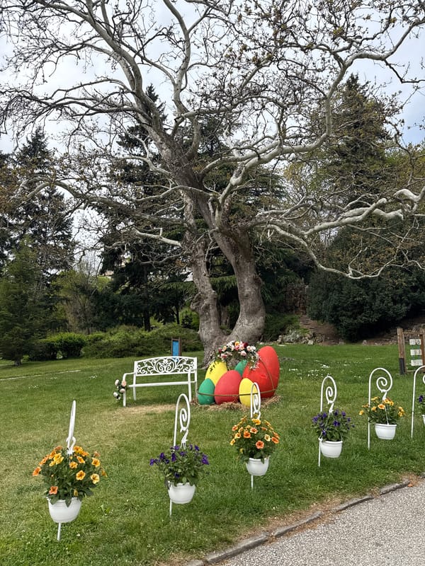 Bare tree with objects documented in park setting