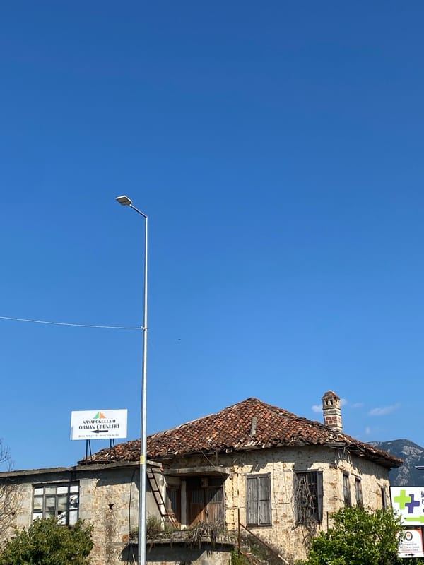 Citrus trees bloom and fruit observed in sunny Alanya