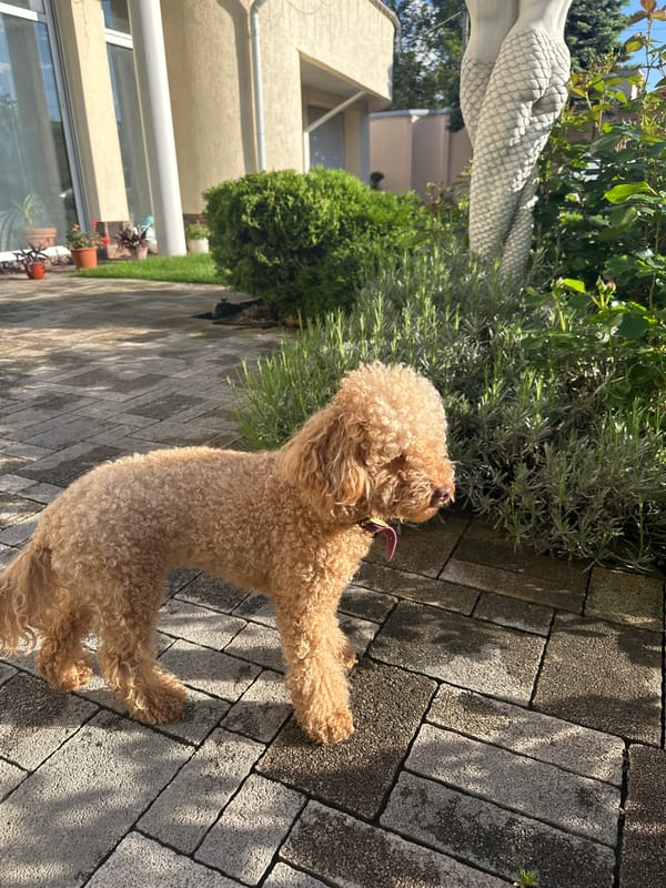 Purple-collared poodle spotted around Armavir pool and garden areas