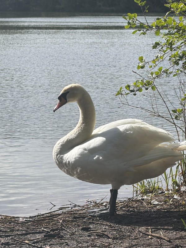 Swan spotted standing beside tree in Tonbridge and Malling