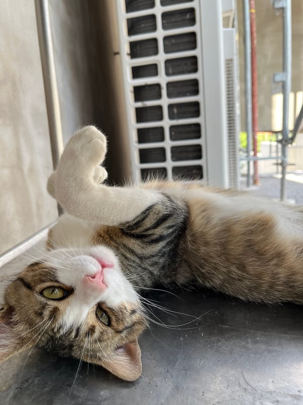 Tabby cat naps on a metal grate in Shumen, Bulgaria