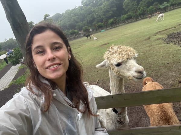 Feeding alpacas and sheep at a rainy Jeju farm