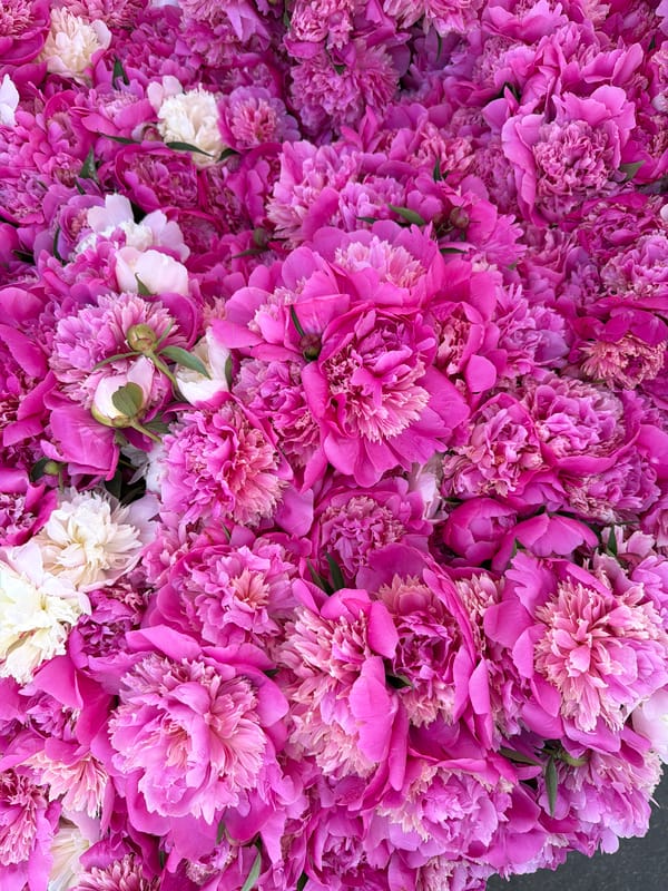 Fresh flowers and cherries displayed in Belgrade's Vracar district