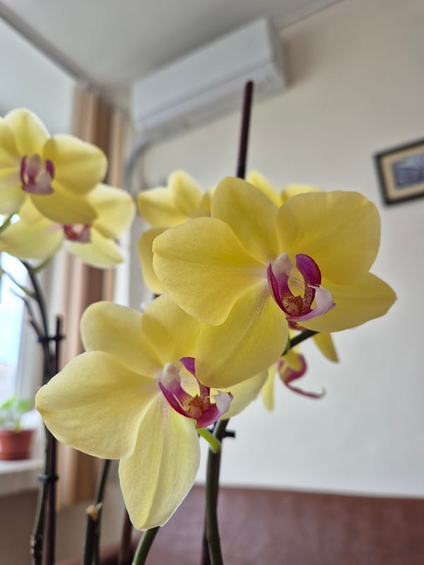 Spring orchids and mirror selfie captured in Varna