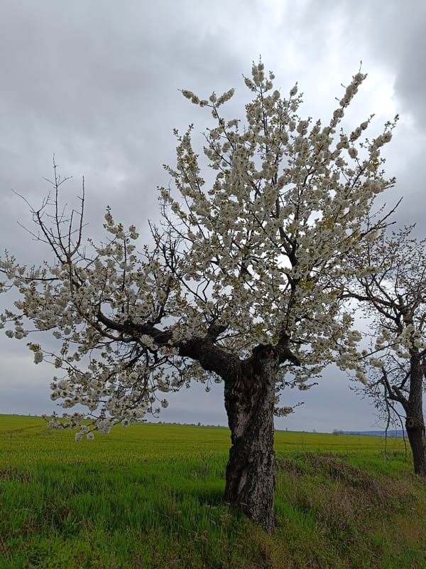 Spring blossoms documented in rural Bulgarian countryside