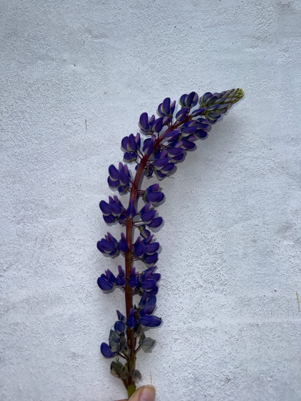 Woman poses with purple lupine flowers in Альняш