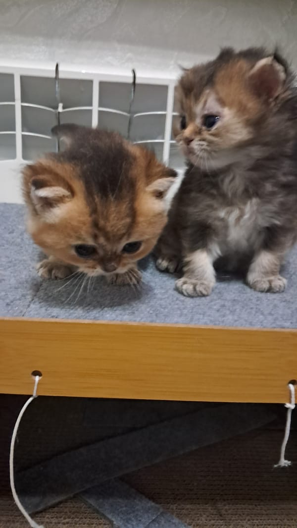 Cats and home decor in a Vinnytsia apartment