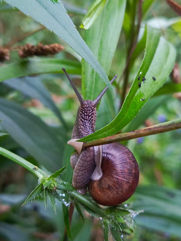 Garden snail on plant stems, Chaikovsky