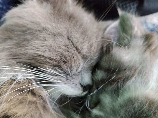 Two gray cats napping together in rural Belarus