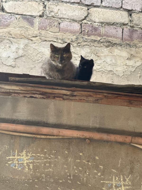 Cats gather in residential Tbilisi courtyard amid graffiti walls