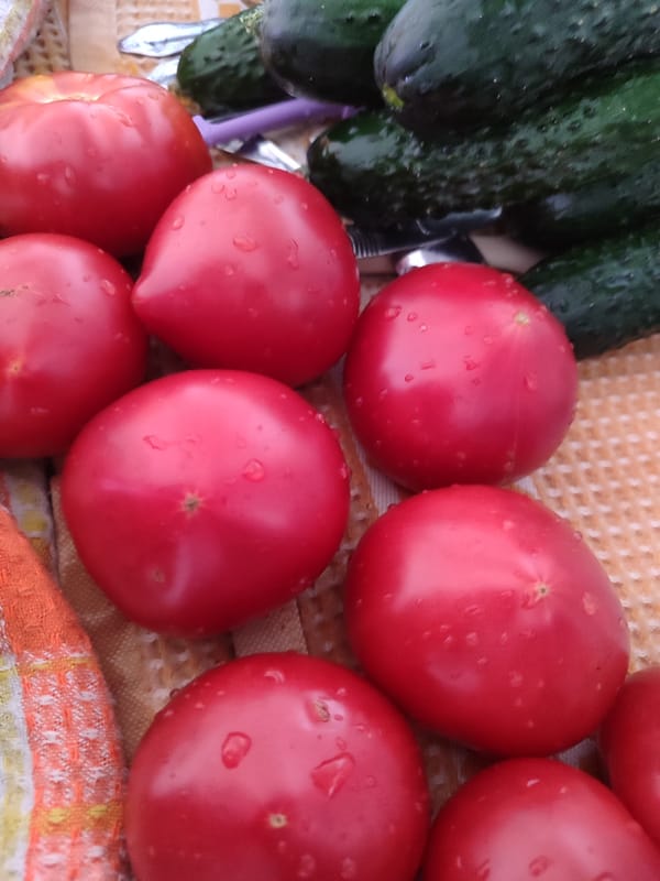 Lazy Sochi morning: sushi, strawberries, and a toddler's flashcards