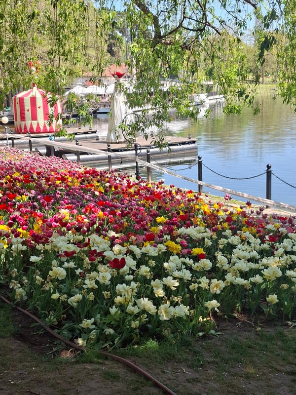 Spring tulips bloom at Nicolae Romanescu Park, Craiova