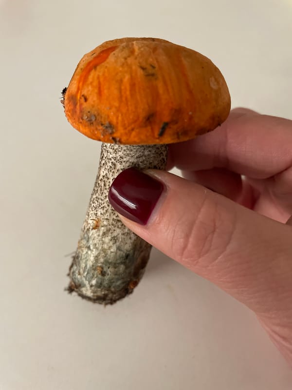 Freshly foraged mushrooms examined up close in Vologda