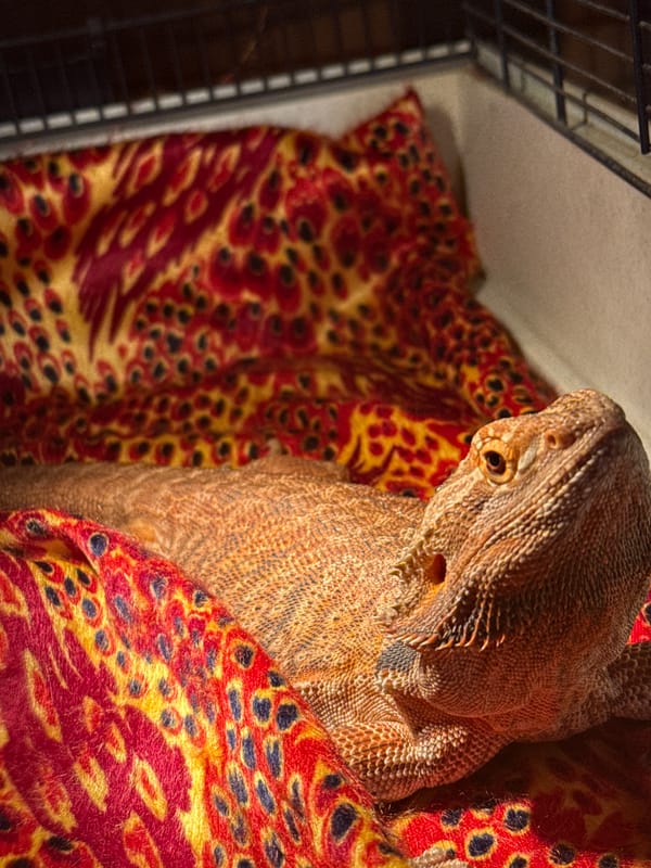 Quiet home life in Dmitrov: reptiles, citrus prep, and garden details