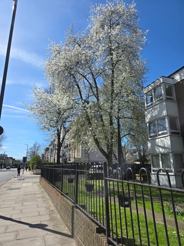 Spring blossoms line London street on April afternoon
