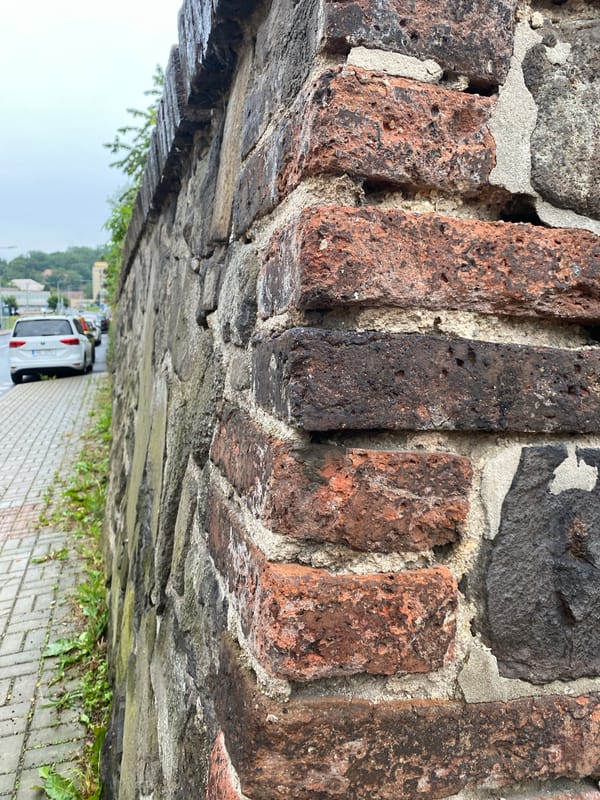 Post-rain documentation captures flowers, walls, dog in Bílina