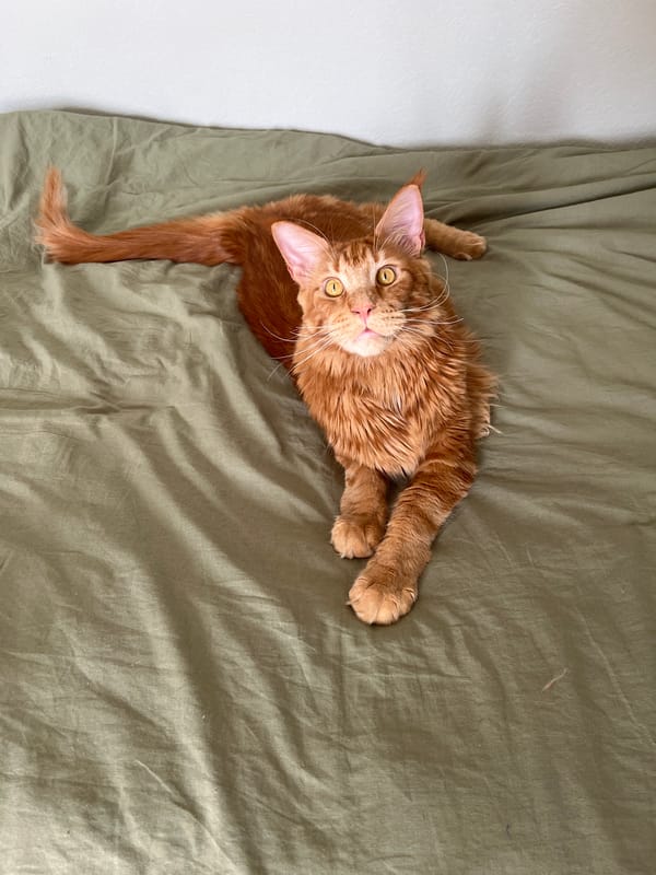 Ginger cat photographed on bedding in Saint Petersburg home