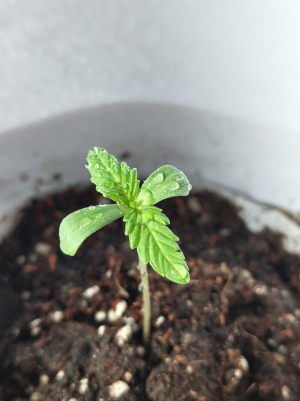 Seedling with water droplets photographed in Mettlach container