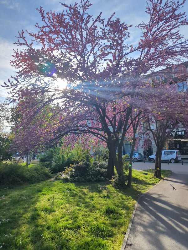 Spring blooms brighten urban park in Ruse, Bulgaria