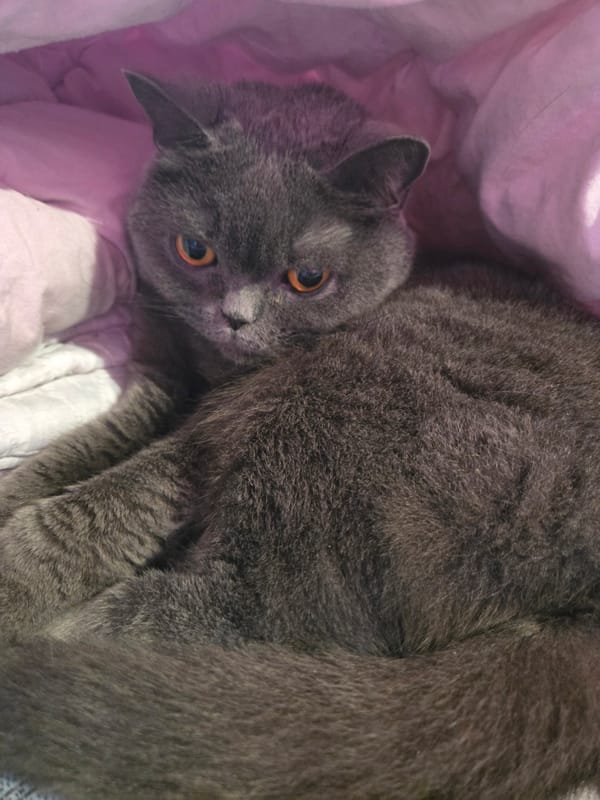 Grey cat and rainy afternoon documented in Veliko Tarnovo
