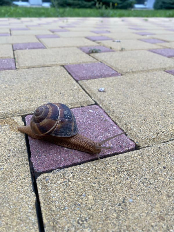 Garden snail crossing a paver patio in Divnomorskoye