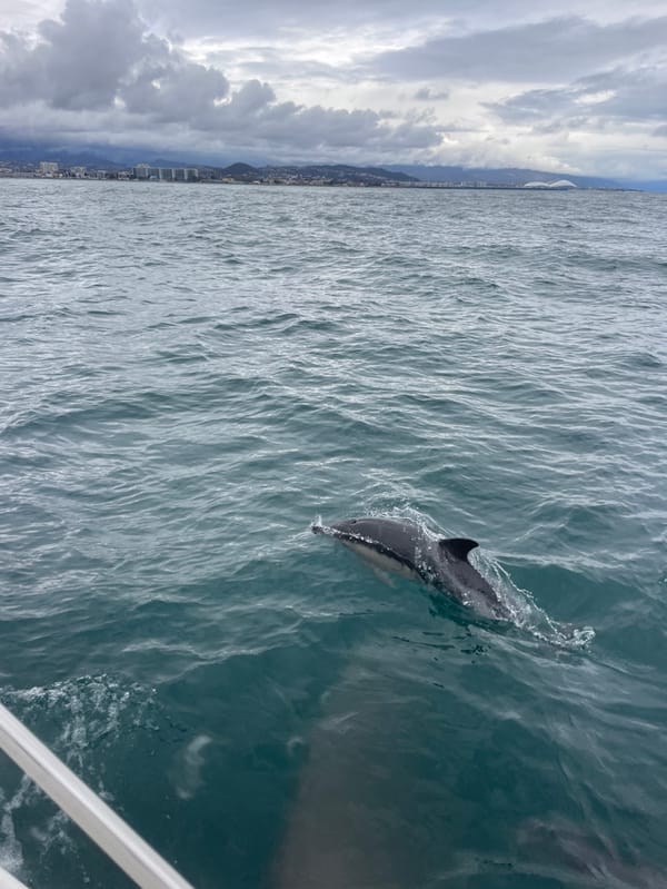 Dolphin spotted in coastal waters off Sochi, Russia