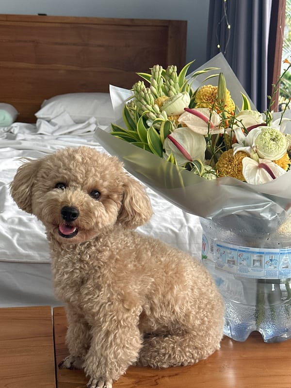 Poodle rests on bed with flower bouquet in North Kuta