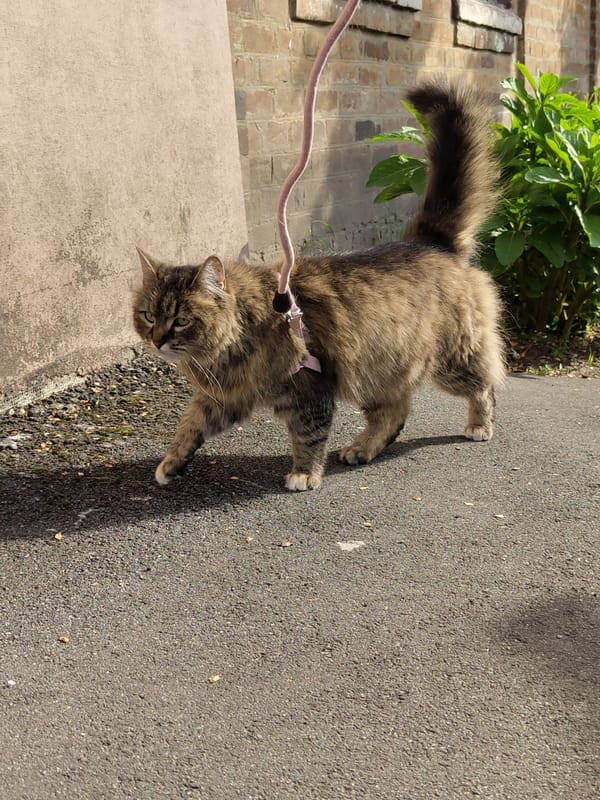 Witness captures leashed cat and blooming lilacs in spring afternoon