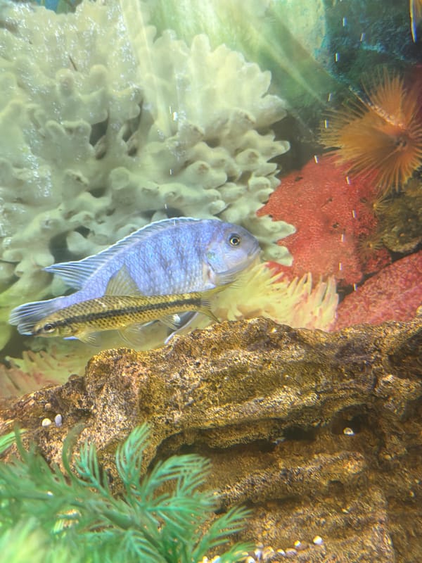 Boy documents home aquarium with cichlid fish in Tyumen