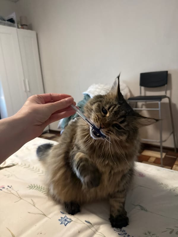 Cat bites pen-like object on floral bed in Izhevsk